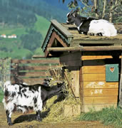 Streichelzoo im Landhaus Liechtenstein